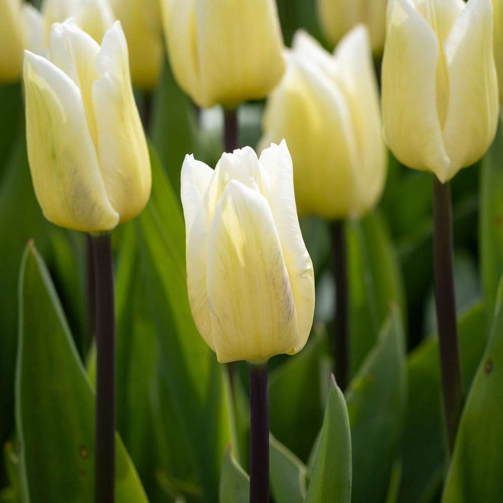 Tulpan 'White Flag'
